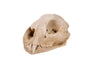 mountain lion skull