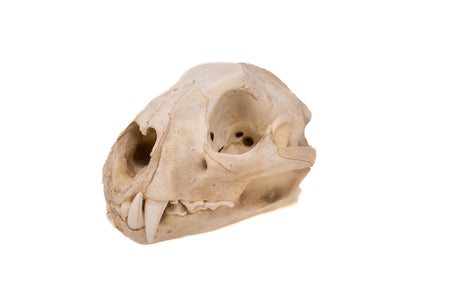 mountain lion skull