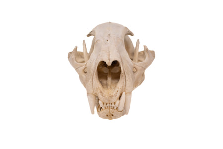 mountain lion skull
