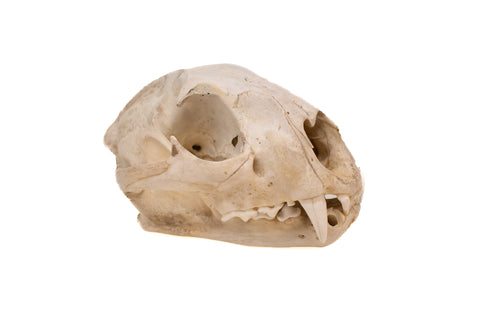 Image of mountain lion skull