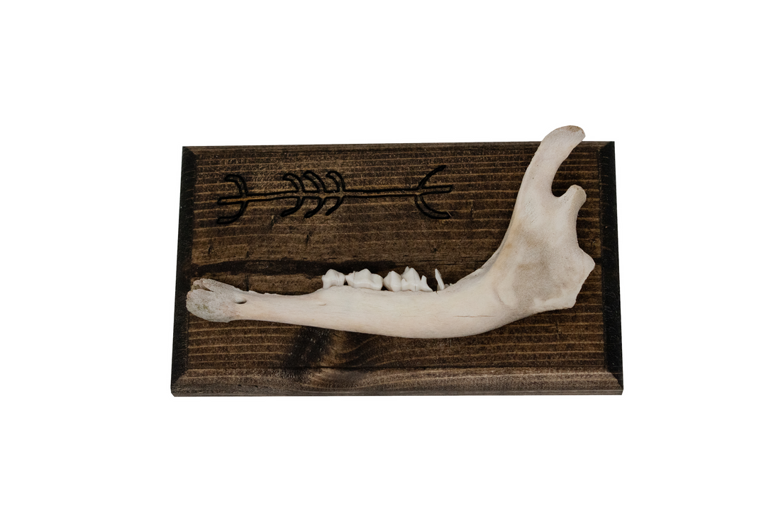 norse symbols jawbone wall hanger