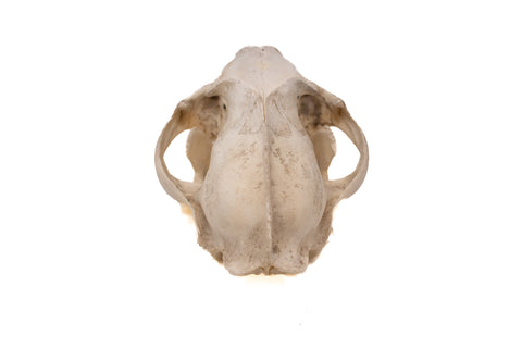 Image of mountain lion skull