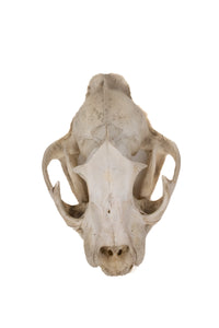 mountain lion skull