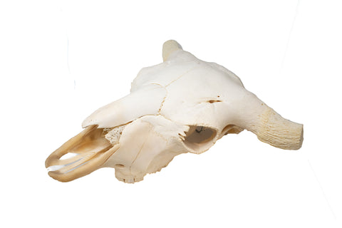 Image of buffalo skull