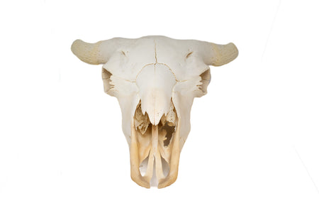 buffalo skull