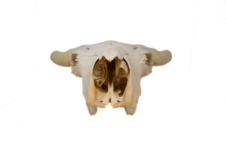buffalo skull