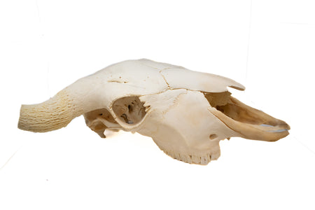 buffalo skull