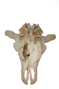 buffalo skull