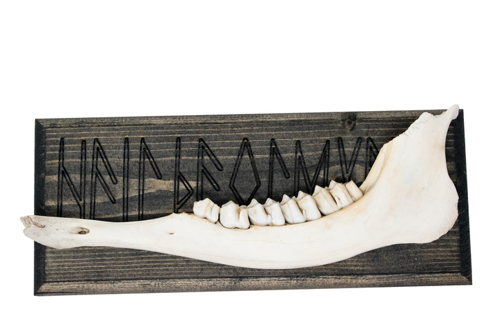 norse symbols jawbone wall hanger
