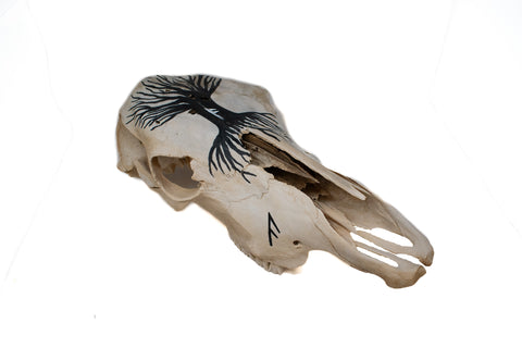 Image of Yggdrasil cow skull