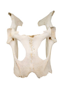 deer hip bone