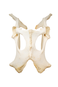 elk hip bone