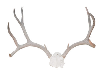 antler deer skull cap #1