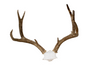 antler deer skull cap #2