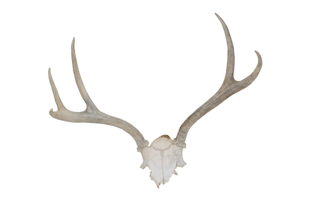 antler deer skull cap #4