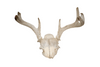 antler deer skull cap #6