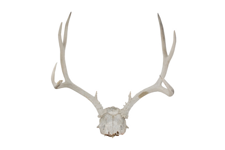 antler deer skull cap #7