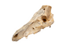 partial pig skull
