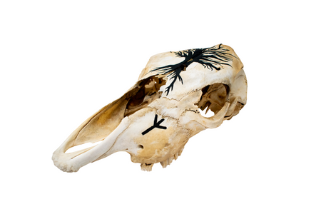 Yggdrasil cow skull