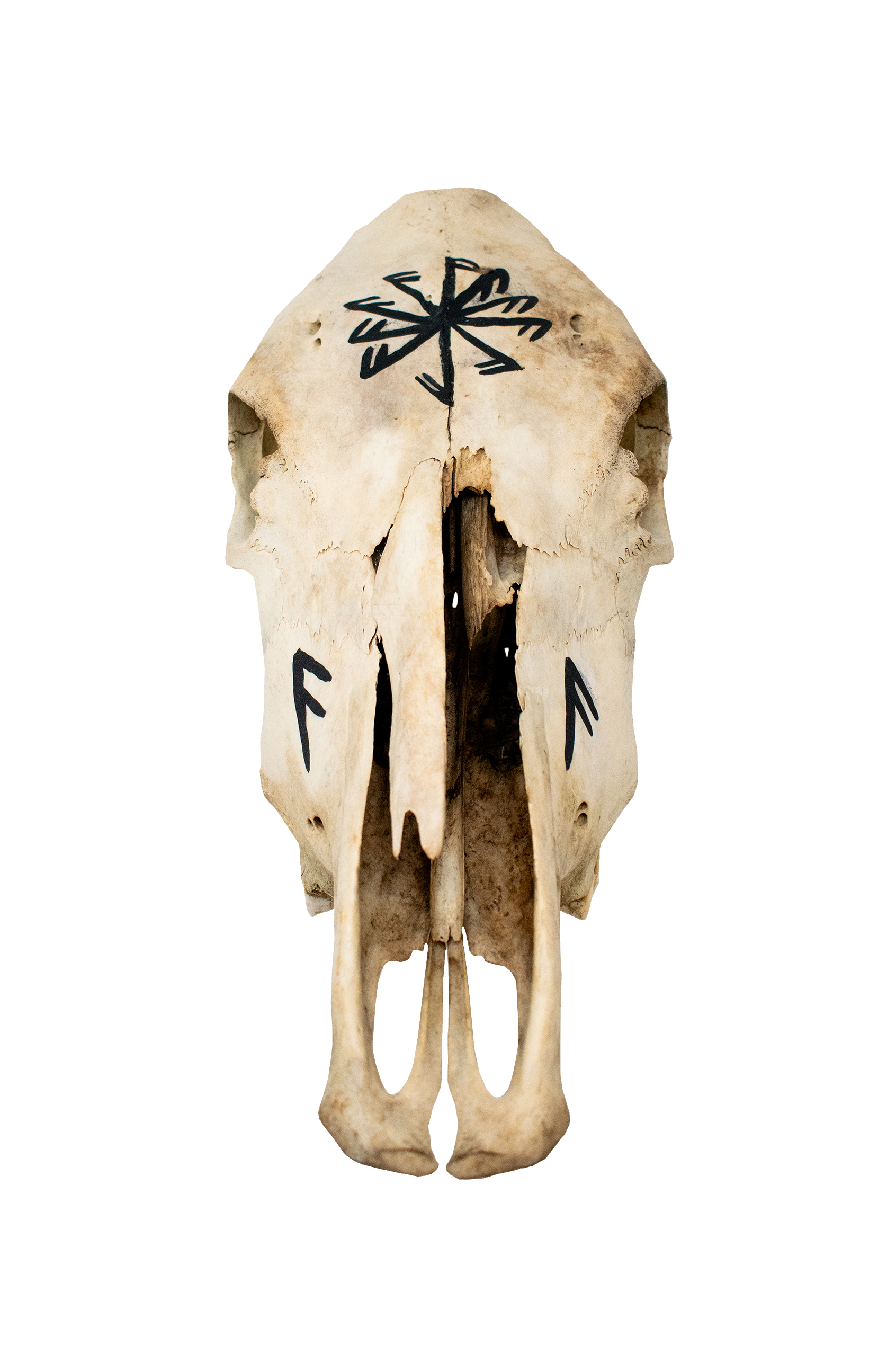 connection to the norse gods cow skull