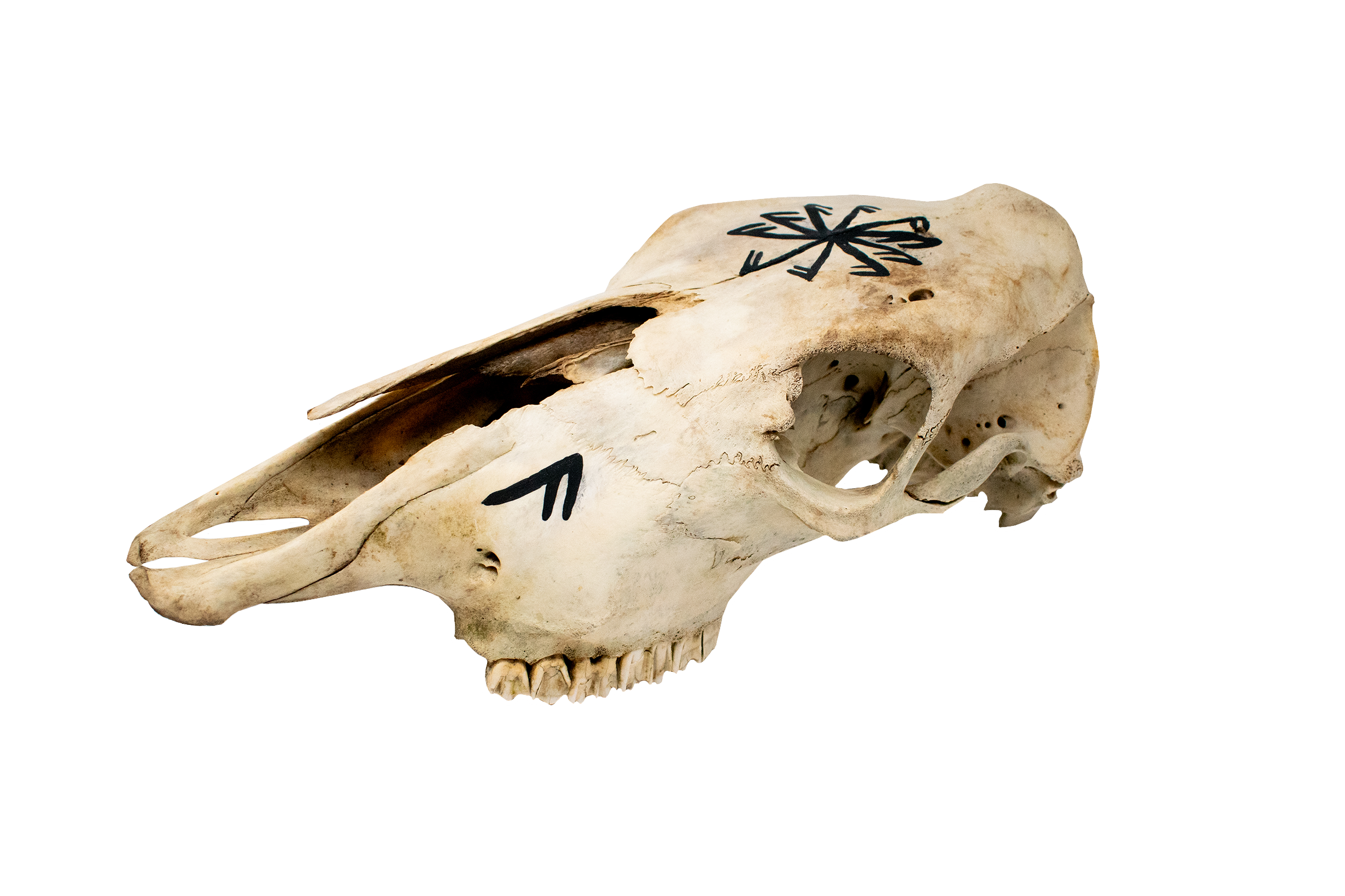 connection to the norse gods cow skull