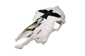 Cow Skull with Ansuz Runes and Raven
