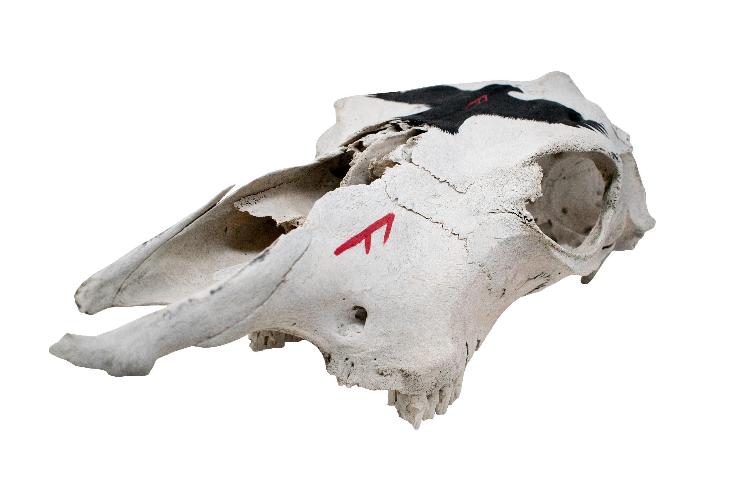 Cow Skull with Ansuz Runes and Raven