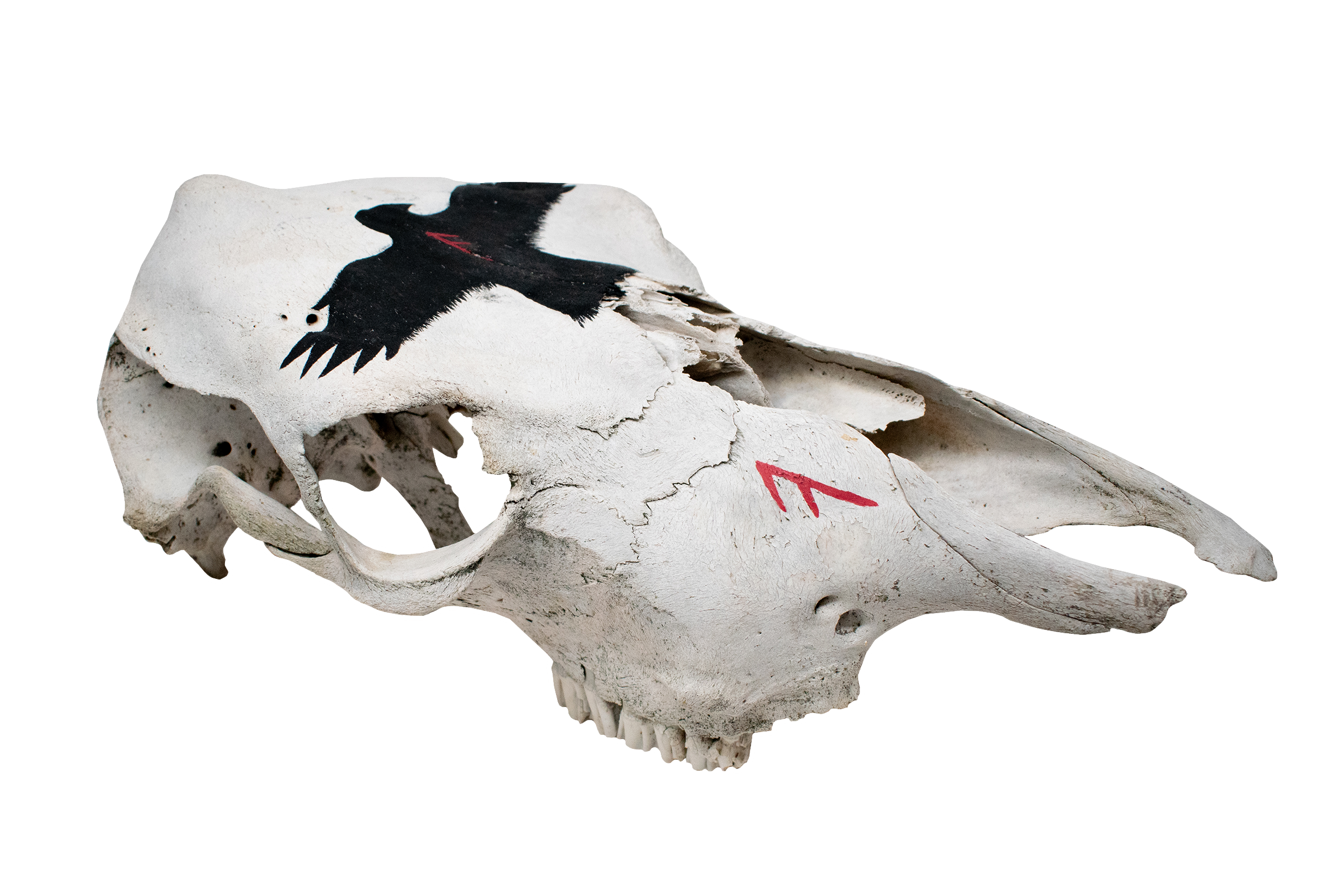 Cow Skull with Ansuz Runes and Raven
