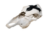 Cow Skull with Raven and Ansuz Rune