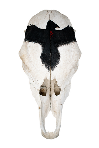 Image of Cow Skull with Raven and Ansuz Rune
