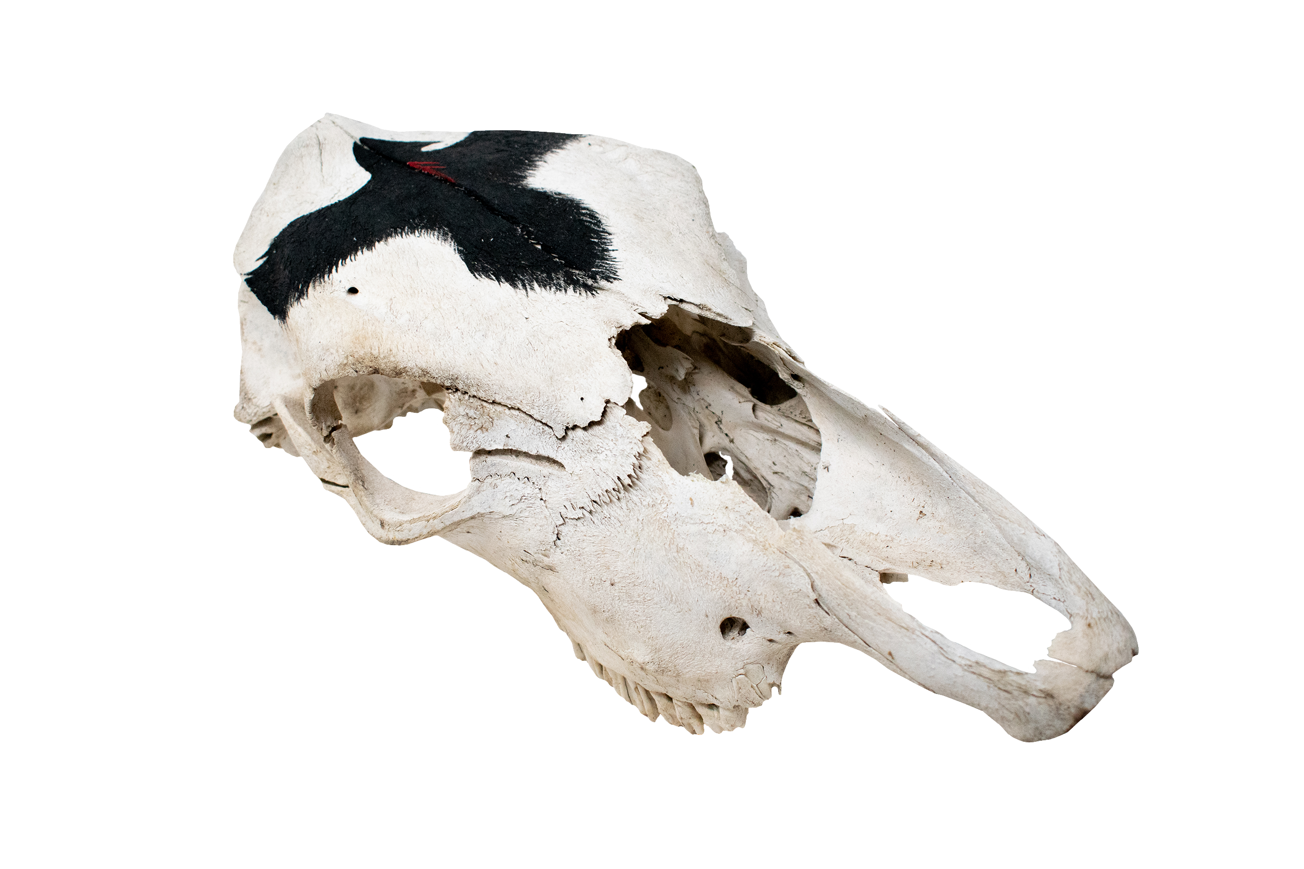 Cow Skull with Raven and Ansuz Rune