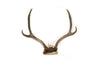 antler #1