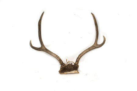 antler #1