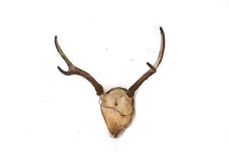 antler #2