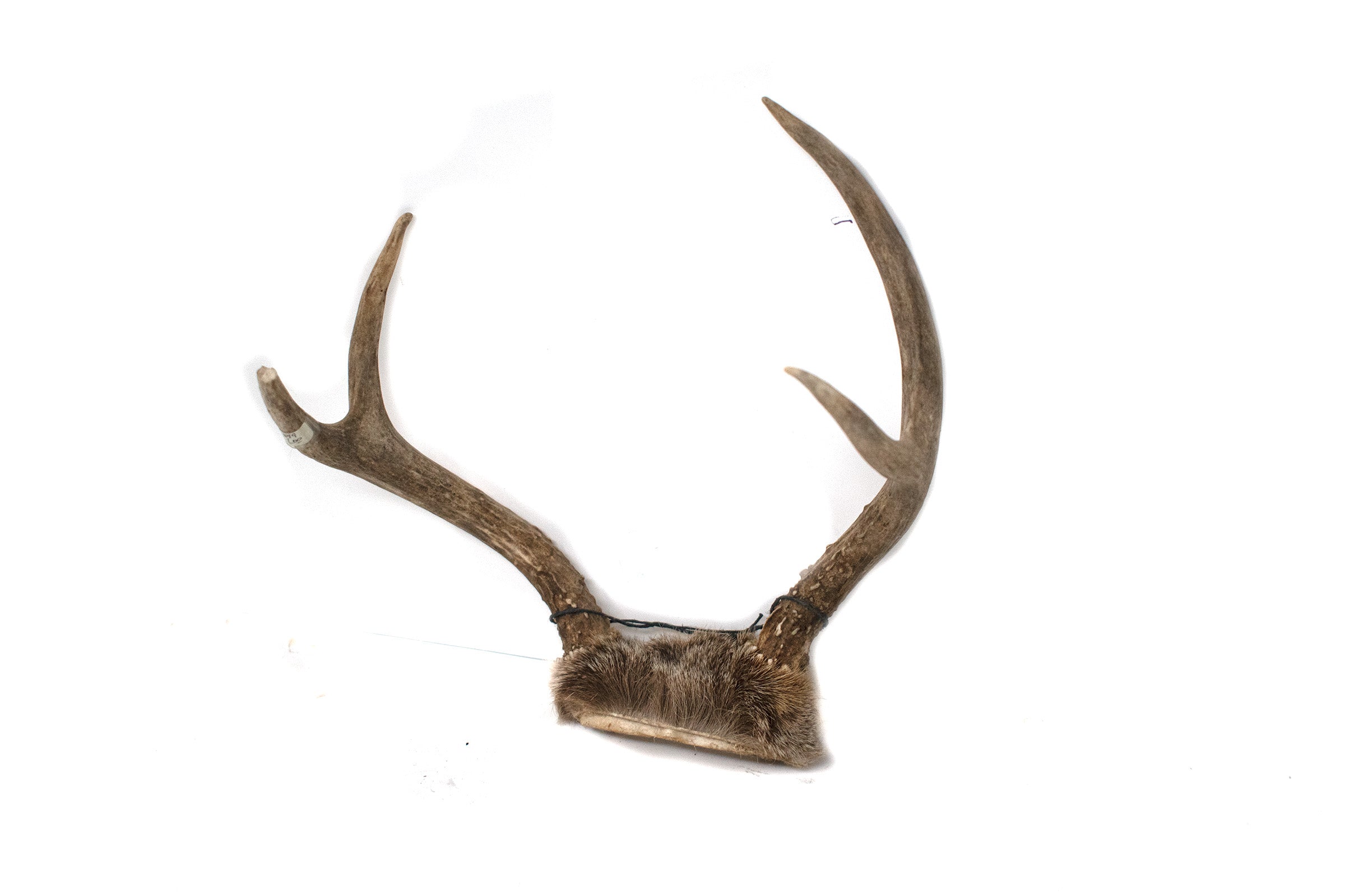 antler #3