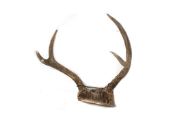 antler #3