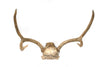 antler #5