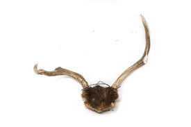 antler #6