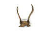antler #7