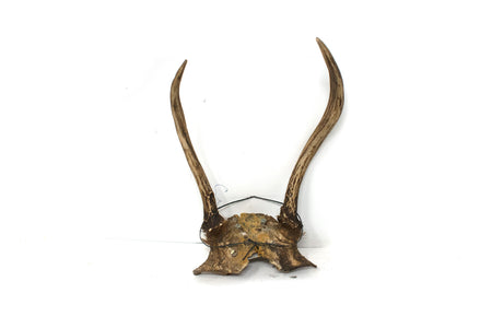antler #7