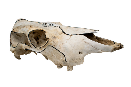 Hand-Painted Cow Skull with Viking Ship Petroglyph