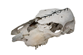 Cow Skull with Home Protection Bindrune #5