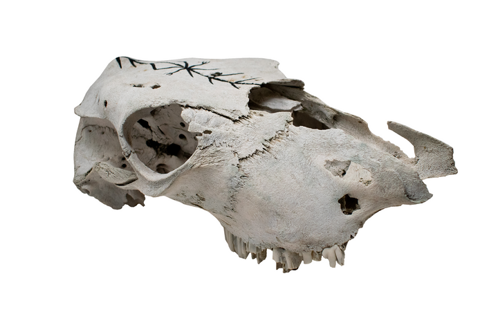 Cow Skull with Home Protection Bindrune #5