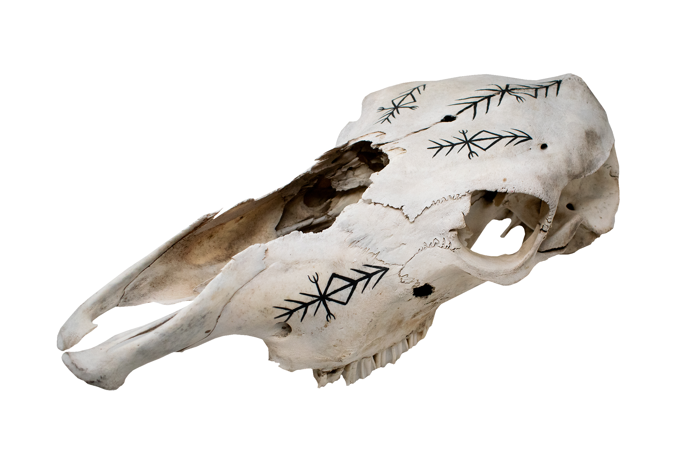 Cow Skull with Home Protection Bindrune #6
