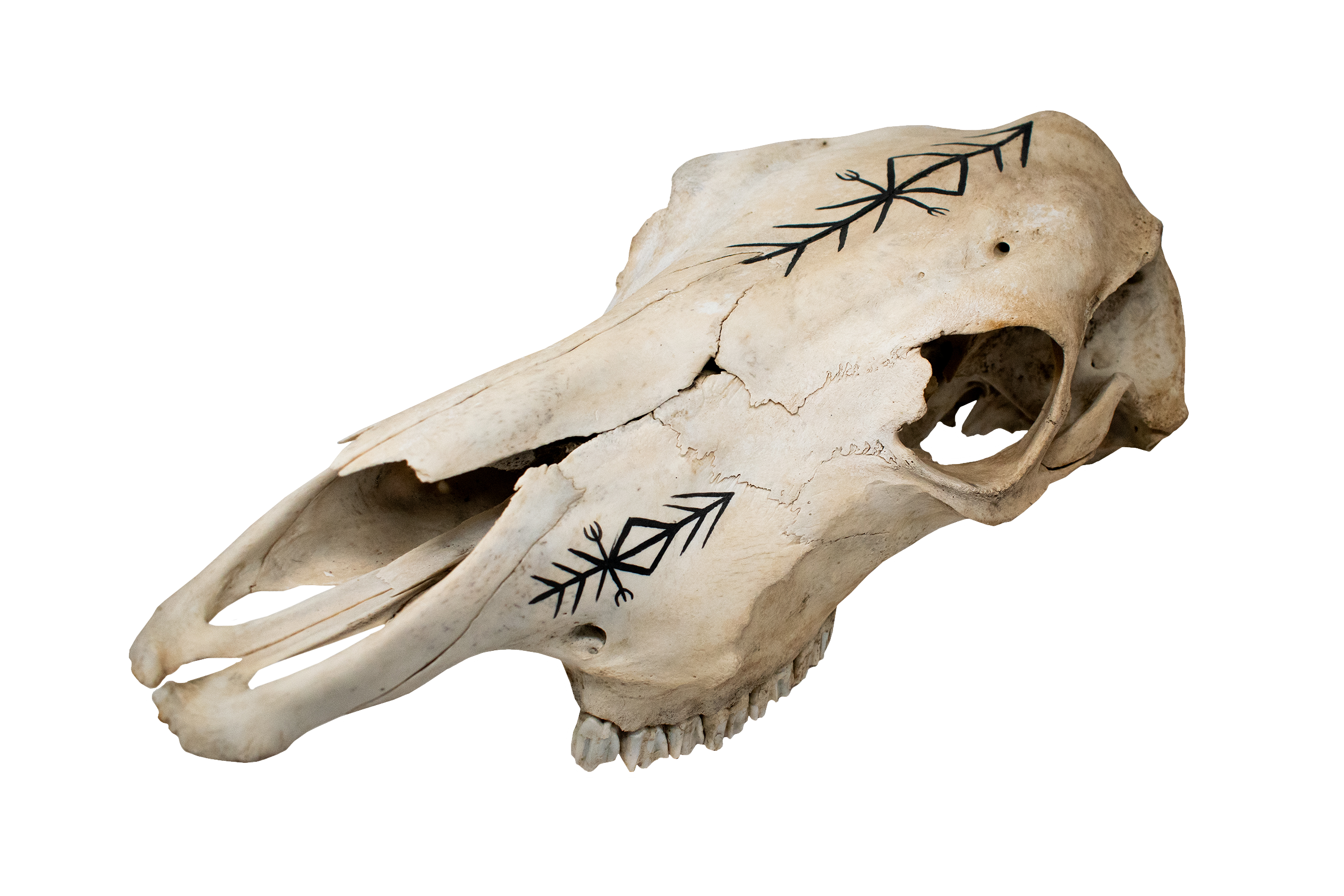 Cow Skull with Home Protection Bindrune #7