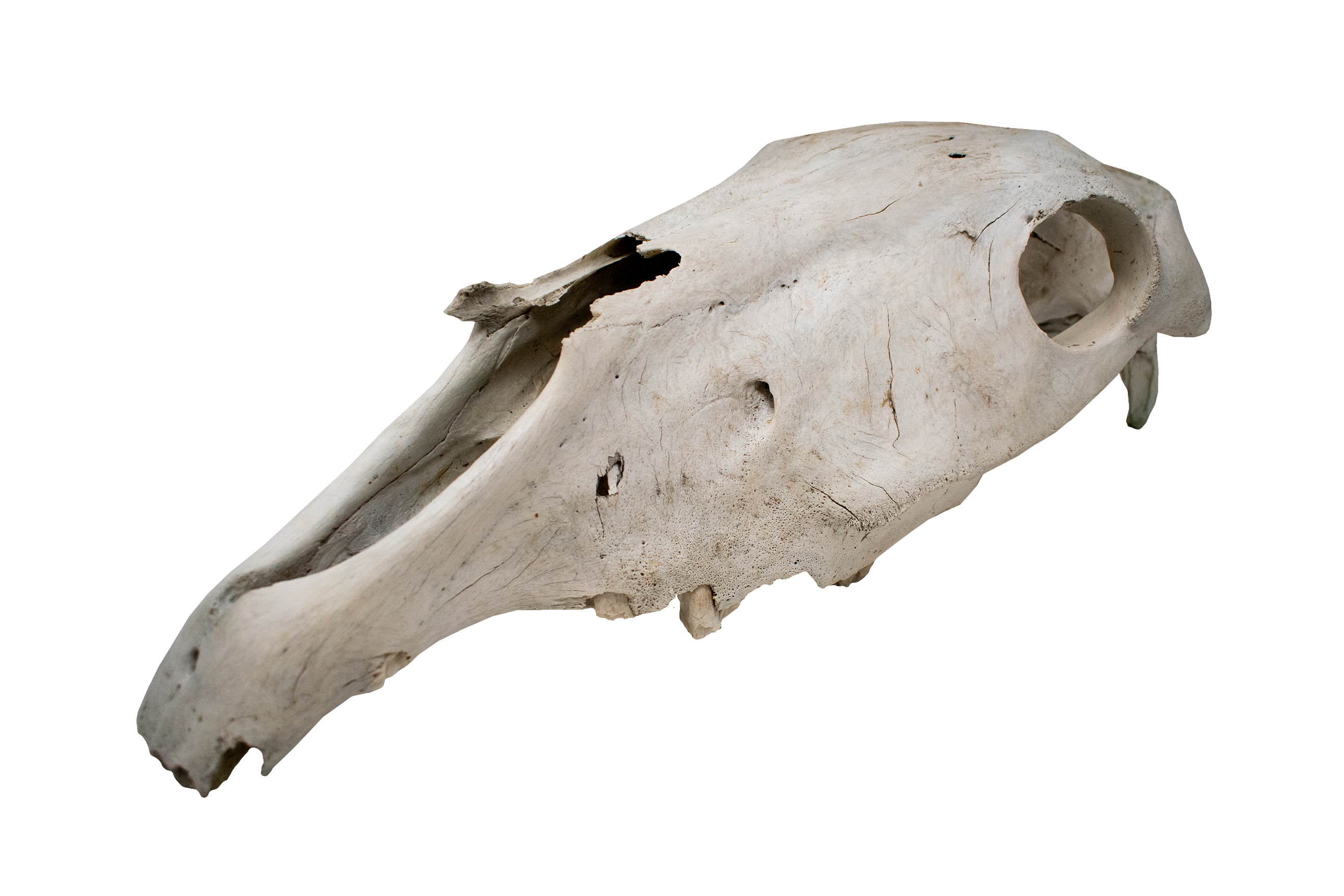 horse skull #1