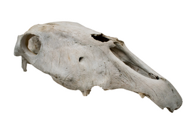 horse skull #1
