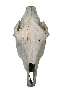 horse skull #1