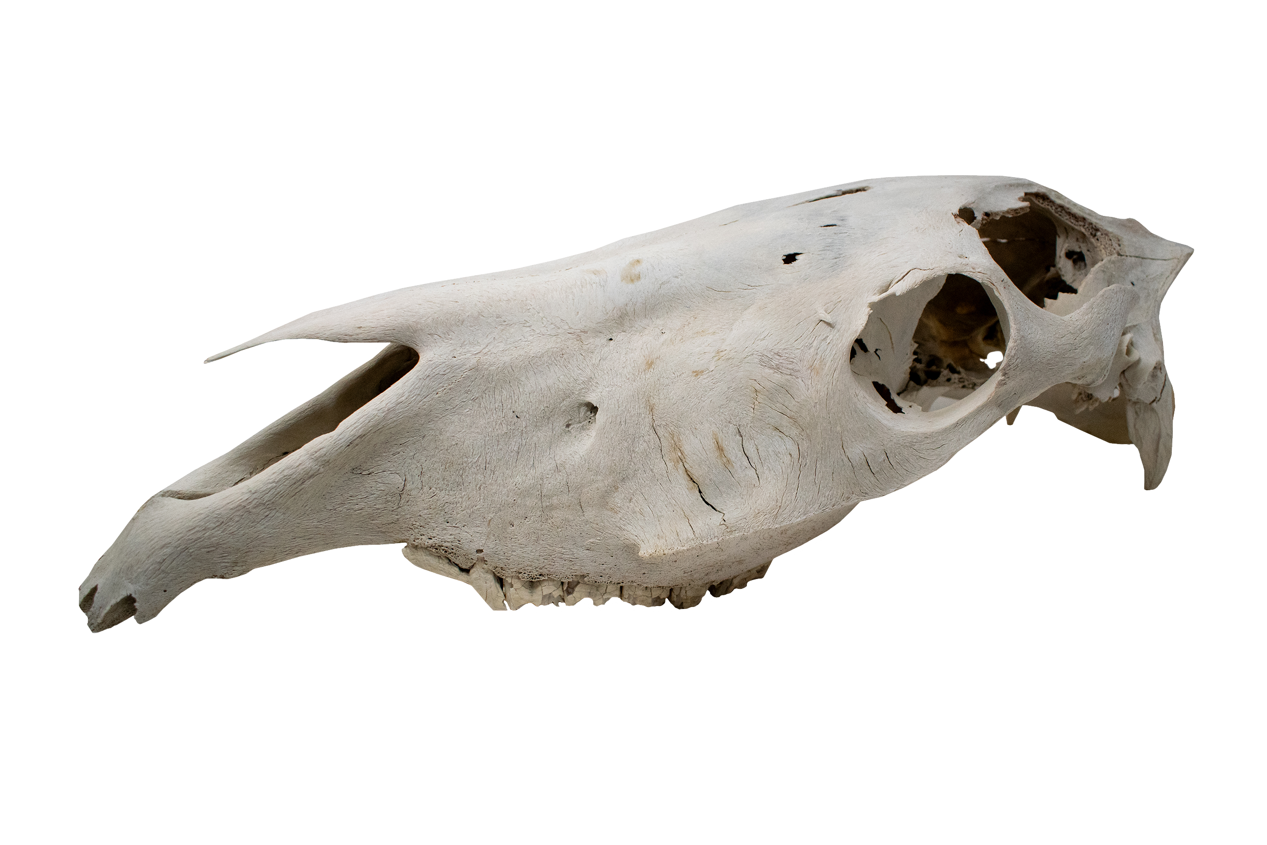 horse skull #2