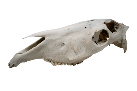 horse skull #2